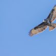 Buse variable